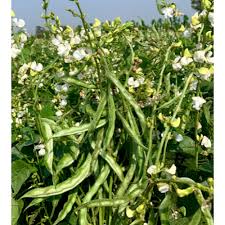 Image result for Dolichos