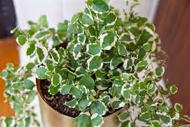 Maybe you would like to learn more about one of these? Growing Swedish Ivy Indoors For Foliage And Flowers