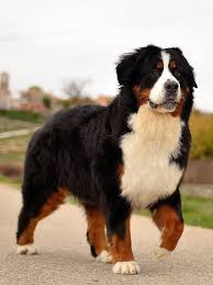 Boiadeiro De Berma Fantastico Perros De Montana Perros Bonitos Perro Boyero De Berna Ademas muchas veces no son realmente conscientes de lo grandes que son. pinterest