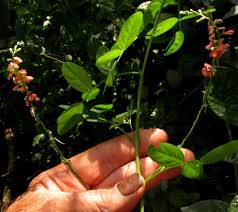 Image result for Indigofera trita