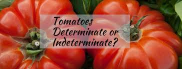 Determinate tomatoes do have a more 'predictable' size based on variety but the biggest difference is in their fruiting which happens all at roughly the same time. Blog Sunset Hosta Farm Com Tomatoes Determinate Vs Indeterminate