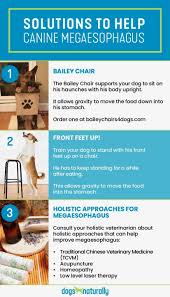 Megaesophagus is the most common cause for regurgitation in the dog. Congenital Megaesophagus In Dogs Dogs Naturally Bailey Chair For Dogs Megaesophagus In Dogs Dogs