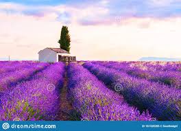 Prowansja to przepiękny region położony w tanie wczasy we francji są naprawdę możliwe! Pola Lawendowe W Prowansji Francja Obraz Stock Obraz Zlozonej Z Swit Kwiat 161328265