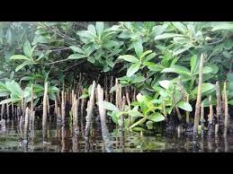 Image result for Rhizophora racemosa