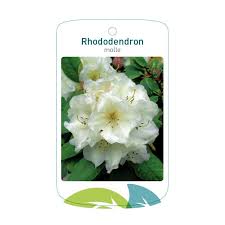 Image result for Rhododendron molle