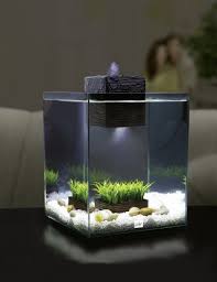 Fluval Chi Aquarium 19l Aquarium Design Aquarium Small Fish Tanks