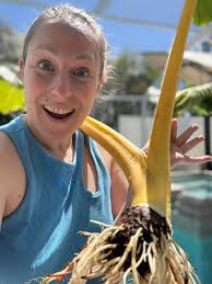 Benefits of Using Wild Elephant Manure as a Natural Fertilizer