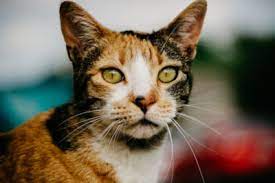 Do Male Calico Cats Die When They Are Born Hoax Feline Follower