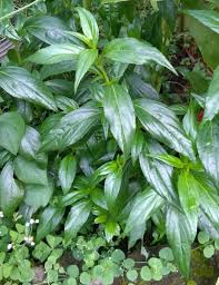 Temukan 100.000 pilihan gambar daun menakjubkan, unduh gratis gambar daun bidara & kelor. Sambiloto Antibiotik Alami