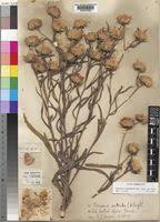 Image result for Vernonia purpurea