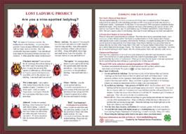 Lost Ladybug Project