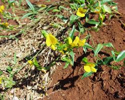 Image result for Zornia glochidiata