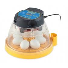 Place 4 eggs in a saucepan of boiling water, then cook over low heat, 4 to 5 minutes; Inkubator Telur Mesin Penetas Telur Mini Review Elinotes Review