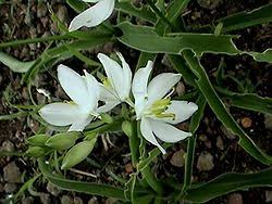Image result for Chlorophytum macrosporum