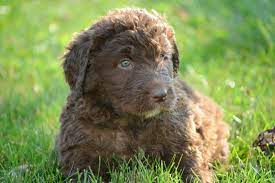 Breeders on our site are located throughout pennsylvania and surrounding states. Newfiedoodle And Mini Newfiedoodle Pups For Sale Newfypoo Reasonable Adoption Rates