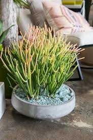 You can check the moisture of the plant by examining the soil and. The Pencil Cactus The New It Plant Design Lovin