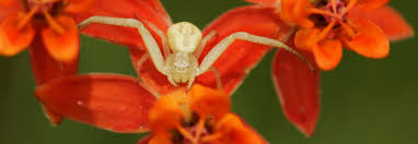 Image result for Asclepias adscendens