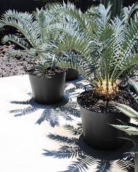 Image result for Encephalartos senticosus