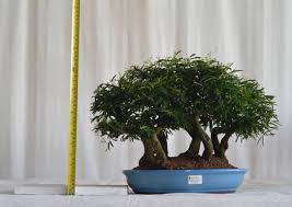Bosque Bonsai Caliandra Rosa Florescendo 21 Anos Bonsai Arte Viva