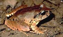 Species in Profile – Fleay's Barred Frog - Big Scrub Rainforest ...