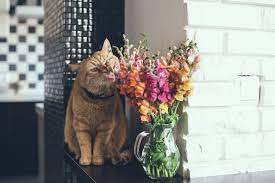 Cats are susceptible animals, and toxic chemicals used in room fresheners (1) can be harmful and unhealthy for them. Are Bath And Body Works Wallflowers Safe For Pets