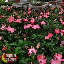 Maybe you would like to learn more about one of these? Hibiscus Hedges Moon Valley Nurseries