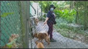 Jun 25, 2021 · 警方表示，非常重視及絕不容忍所有殘酷對待動物的案件，殘酷對待動物是嚴重罪行。根據香港法例第169章《防止殘酷對待動物條例》，任何人殘酷對待動物或使任何動物受到不必要痛苦，一經定罪，最高刑罰可處罰款20萬港元及監禁3年，市民切勿以身試法。 ä¸Šæ°´è€å©¦æ¶‰å«Œæ®˜é…·å°å¾…å‹•ç‰©è¢«æ• Now æ–°èž