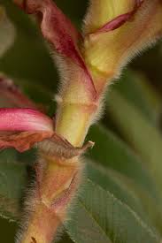 Image result for Hagenia abyssinica