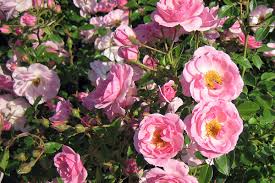Nur bei öfter blühenden kletterrosen werden während der. Kletterrosen Pflanzen Gartencenter Zulauf Pflanzen Kaufen