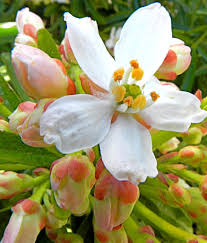 It is the most important. Aztec Pearl Choisya Ternata Fragrant Easy Planting Pruning Care