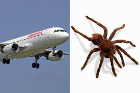 Image result for Tarantula Bite