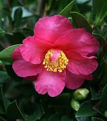 Camellia Sasanqua Kanjiro Deep Pink Option Plant Pictures Camellia Flowers
