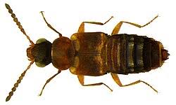 Image result for Faroa affinis