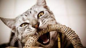 How To Deal With Tail Biting Cat Care Youtube