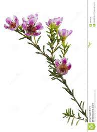 Chamelaucium Uncinatum Waxflower 29419218 Jpg 957 1300 Beautiful Flowers Watercolor Flowers Paintings Ancient Chinese Architecture