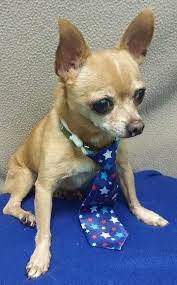 Chihuahua Wearing A Tye Chihuahua Chihuahua Love Cute Animals