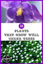 You'll have a couple of weeks grace period, after flowering, to get this pruning done before next seasons buds begin being set. 10 Types Of Good Shade Plants That Grow Well Under Trees Gardening Channel