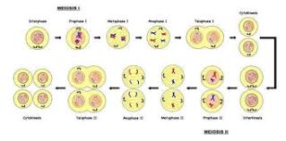 Ada empat perbedaan mendasar antara mitosis dan meiosis 1. Pembelahan Mitosis Dan Meiosis Pengertian Dan Prosesnya
