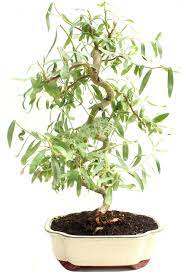 Curly willow is more popular for various floral arrangements and ardently grown as bonsai. Amazon Com Bonsai Dwarf Japanese Curly Willow Tree Cutting Very Rare Fast Growing Bonsai Get A Mature Looking Bonsai Very Fast Garden Outdoor