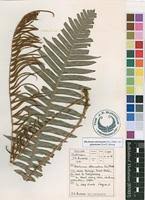 Image result for Blechnum attenuatum