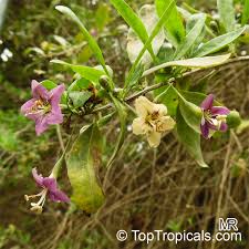 Image result for Lycium