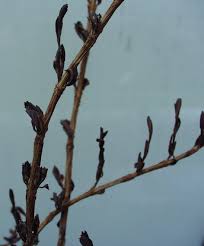 Image result for Myrothamnaceae