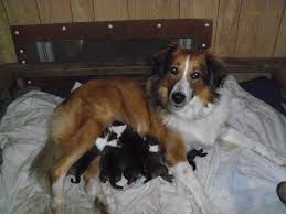 She is available for deposit along with 3. T D Kaschak Kennels