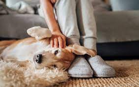 Everything you would expect from the largest online canadian pharmacy! The 10 Best Pet Med Stores For 2021 Free Buyers Guide