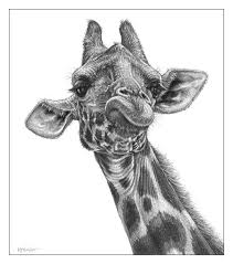 Pin On Art Animal Drawings