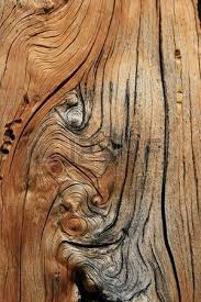 Pine Wood Dead Tree Trunk Knot From Old Branch Painted Wood Texture Black Wood Texture Pine Wood