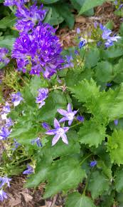 July 1 Campanula Poscharskyana Blue Waterfall Siberian Bellflower Campanula Glomerata Freya Clustered Be Balloon Flowers Foundation Planting Geraniums