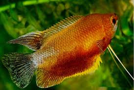 Other species of gourami include the opaline gourami, honey gourami, red gourami, sunset gourami. Sunset Thicklip Gourami Quantity Of 3