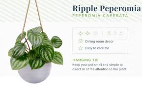 Hanging plant with little white flowers. 16 Indoor Hanging Plants To Decorate Your Home Proflowers