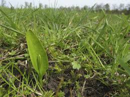 Image result for Ophioglossum vulgatum